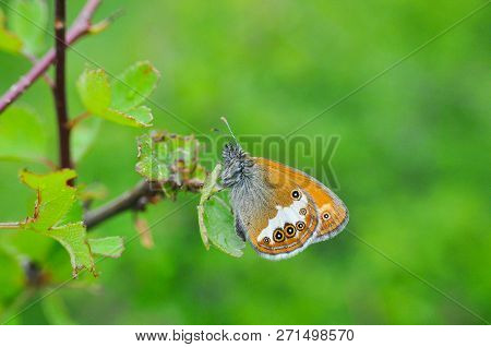 Coenonympha Arcania Or Pearly Heath Butterfly On A Green Leaf Close Up