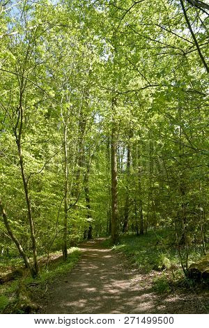 Footpath On The Forest Trail Through Grizedale Forest In The English Lake District