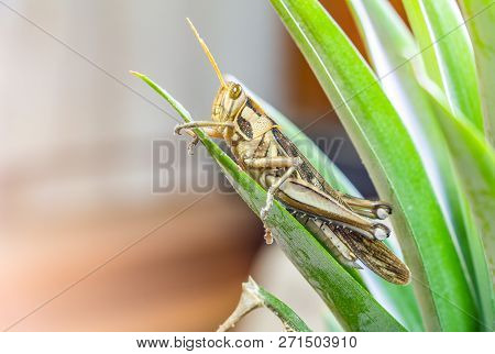 Patanga On The Leaf. Macro Insect, Grasshopper Is Ducetia Japonica (thunberg)