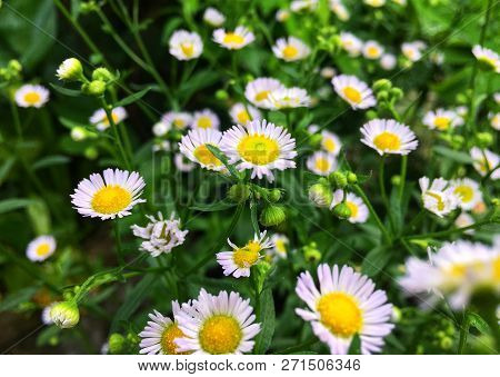 White Cutter Flower/aster Ericoides Flower With Raindrop On Pollen. Fresh Small Flower On Bush.