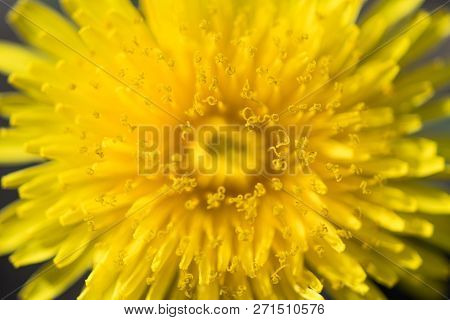 Close-up Of A Dandelion Flower Yellow. Macro Photo