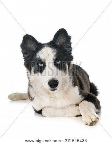 Young Yakutian Laika In Front Of White Background
