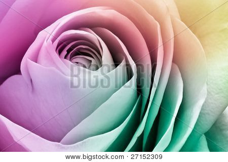 Close up di petali di rose colorati