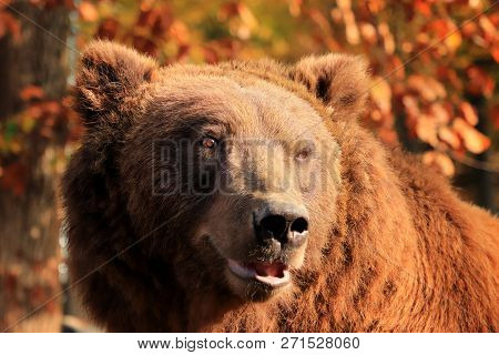 Bear's Portrait In The Woods