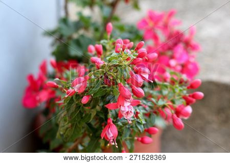 Fuchsia Flowering Plant Growing As Tree With Dense Mostly Closed Dark Pink Flowers Surrounded With S