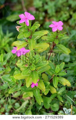 Madagascar Periwinkle Or Catharanthus Roseus Or Rose Periwinkle Or Rosy Periwinkle Plant Growing In 