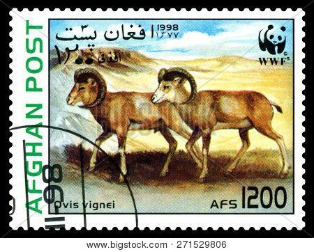 Stavropol, Russia - November 30, 2018: A Stamp Printed In Afghanistan, Shows  Sheep Vignei, Ovis Vig