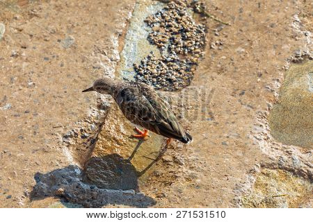 Turnstone Common (arenaria Interpres, Turnstone) Walking On Rocks And Looking For Food
