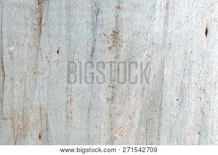 Bark Of Eucalyptus Tree, Light Gray Wooden Background, Seamless Texture.
