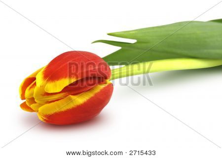 White Tulip