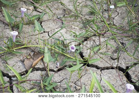 Ipomoea Pes-caprae Aquatica Forsk Flower Plant In Nature Garden Swamp Morning Glory At Desert Land B