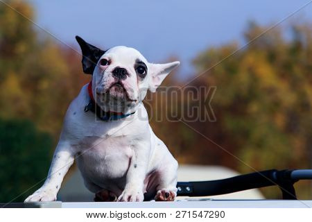 Puppy Breed French Bulldog A Close-up Outdoors