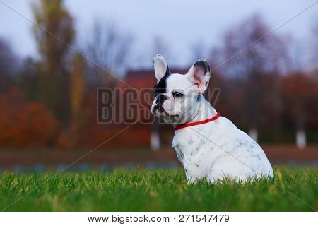 Puppy Breed French Bulldog A Sitting On Green Grass