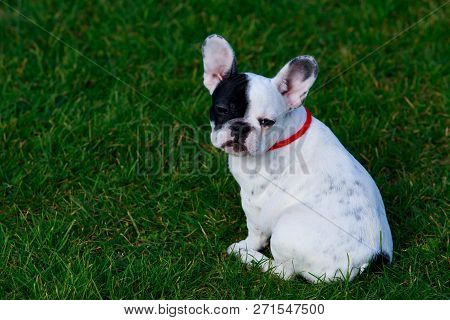 Puppy Breed French Bulldog A Close-up On Green Grass