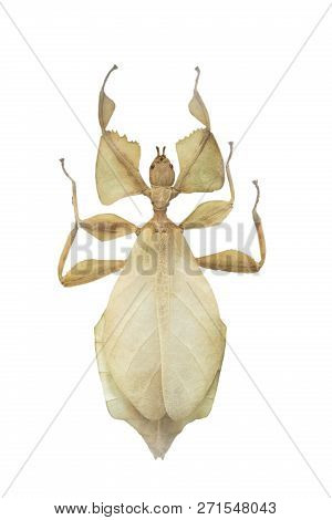 Beetle Phyllium Celebicum Isolated On A White Background