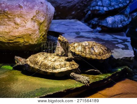 Cumberland Slider Turtle Standing On Another Turtle And Looking Up With His Head, Tropical Reptiles 