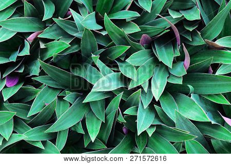 Green Leaves Background. Use For Wallpaper, Backdrop Or Design Element In Natural Concept. Flowering