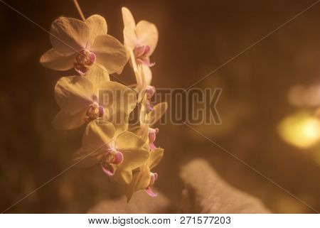Delicate Pink Pastel Blurred Background With Orchid Flowers