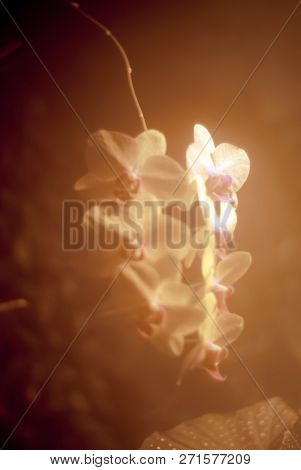 Delicate Pink Pastel Blurred Background With Orchid Flowers