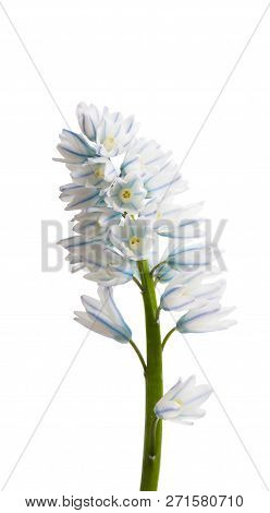 Pushkinia  Blue Flowers Isolated On White Background