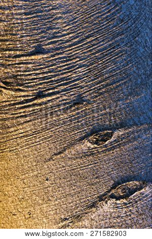 Closeup Of A Beech Tree Bark In The Sunset