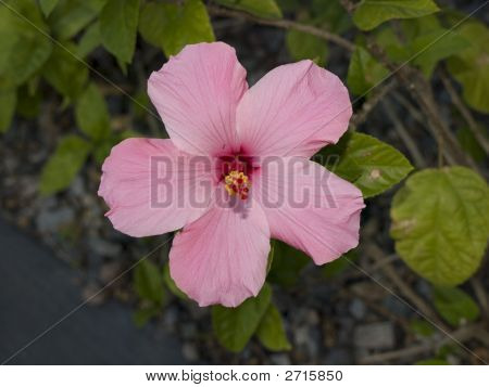Fiore rosa
