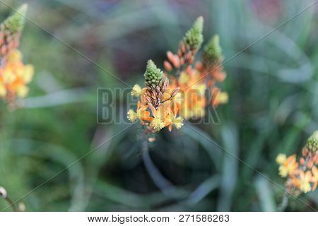 Flower Of Bulbine Frutescens.