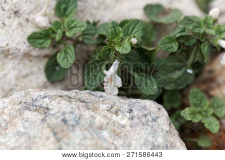 Flower Of The Hedgenettle Stachys Corsica