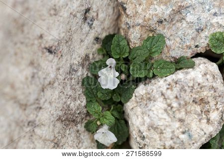 Flower Of The Hedgenettle Stachys Corsica