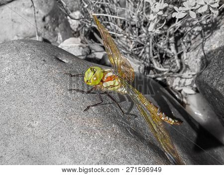 A Large Green Dragonfly With Big Slanted Wings Sit On A Rock. It Is An Odonata Aeshnidae Viridis, A 