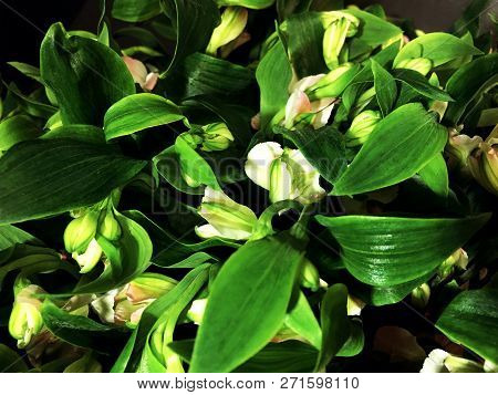 Alstroemeria Flowers Background. Alstroemeria. Alstroemerias On Black Background