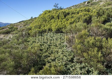 Padded Brushwood (cytisus Oromediterraneus And Juniperus Communis) Near Hornillo Stream, In Guadarra