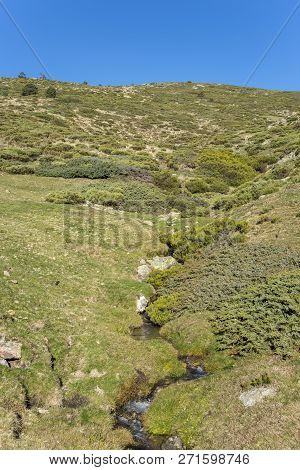 Padded Brushwood (cytisus Oromediterraneus And Juniperus Communis) Next To The Hornillo Stream, In G