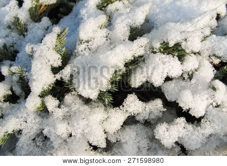 The Texture Of Many Covered Snow Branches Of Green Coniferous Tree In Daylight