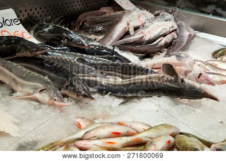 Fish Market, Fresh Fish In Street Market, Fresh Fish, Social Issue, Fish Market Street Market