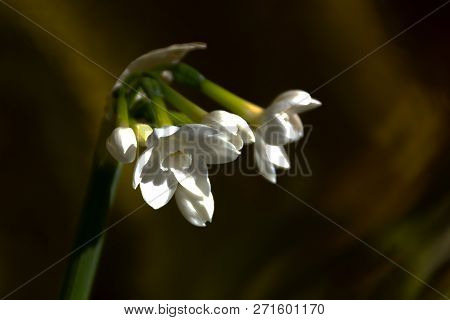 Small White Narcissus On White Golden Background
