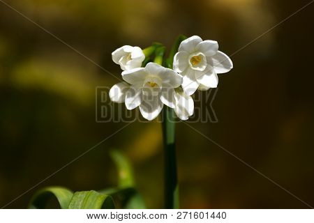 Small White Narcissus On A Dark And Golden Background.
