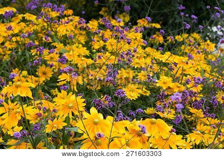 Yellow And Violet Flowers