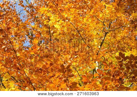 Colorful Backround Image Of Fallen Autumn Leaves Perfect For Seasonal Use.