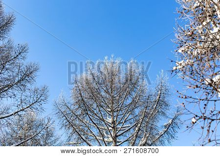 Beautiful Larch Branches In Winter Against A Clear Blue Sky