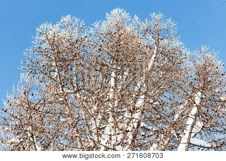 Beautiful Larch Branches In Winter Against A Clear Blue Sky
