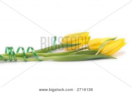 Yellow Tulips