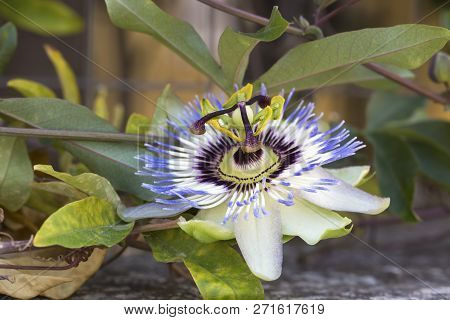 Fetid Passionflower, Scarletfruit Passionflower, Stinking Passionflower (passiflora Foetida)