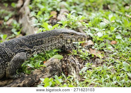 Varanus Salvator, Commonly Known As Water Monitor Or Common Water Monitor, Is A Large Lizard Native 