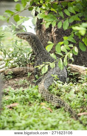 Varanus Salvator, Commonly Known As Water Monitor Or Common Water Monitor, Is A Large Lizard Native 