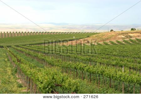Viñedo 4