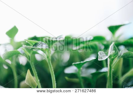 Green Leaves On A Young Pepper On A White Background.