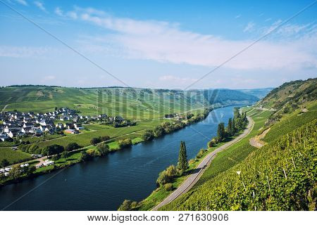 Panoramic View Of Moselle Valley In Germany. Vineyards And River Mosel In Trittenheim In Summer.
