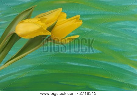Yellow Tulips