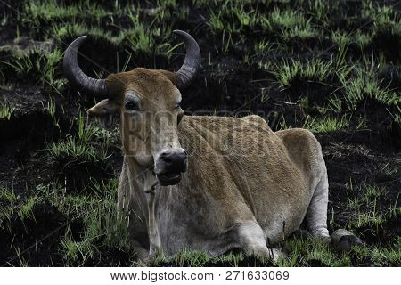 Southern African Cattle Nguni Bull (bos Sp.) In Burnt Field